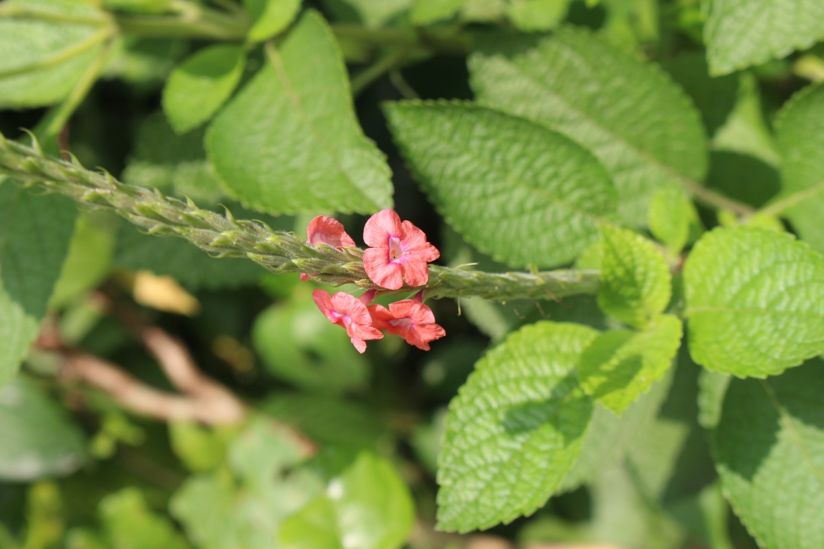 Stachytarpheta mutabilis (Jacq.) Vahl